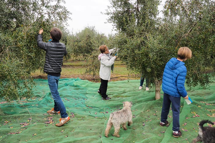 Experiència-collita-olives-a-la-Granadella_OLEA-SOUL