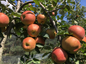 Ruta de les pomeres