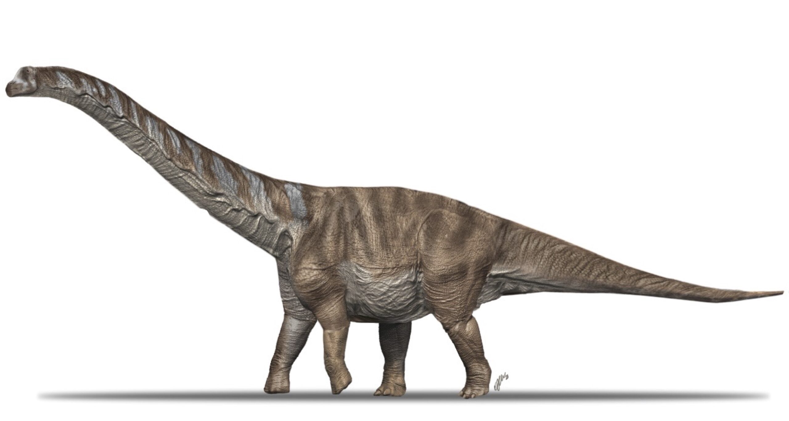 Foto 10. Abditosaurus ©Museu Conca Dellà