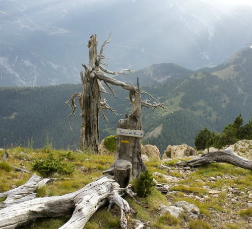 Trail Running al Solsonès