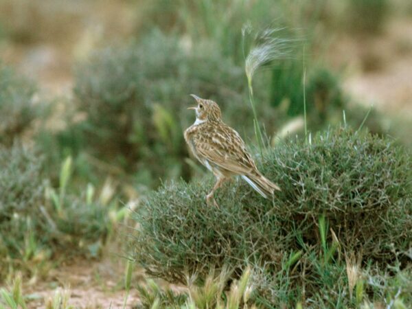 Dupont's Lark singing at dawn