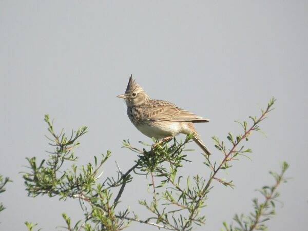 Cogullada fosca