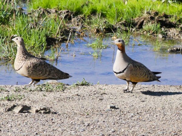 Black-bellied Sandgrouse