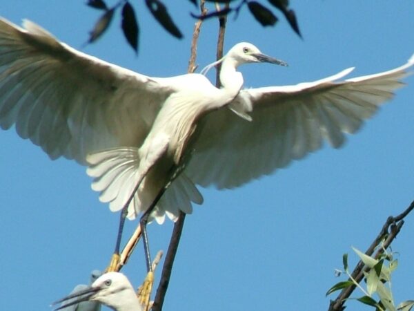 egretta1