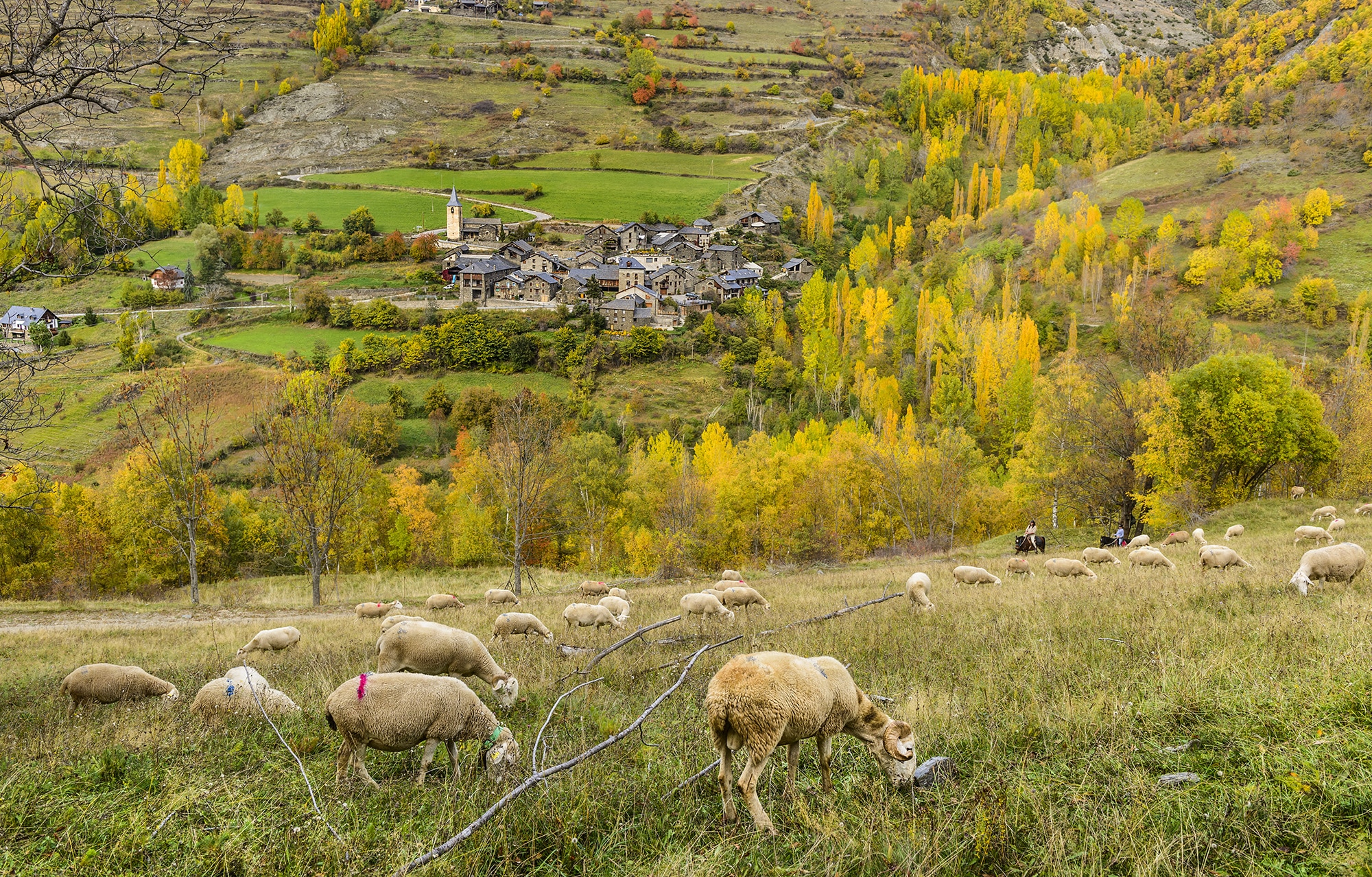 parc-natural-alt-pirineu_0014__ORP4665 copia