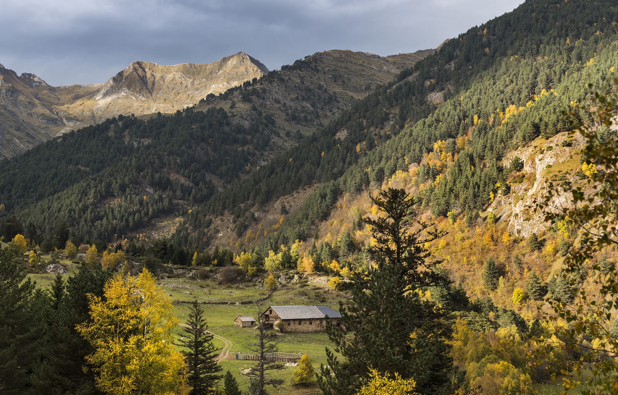 parc-natural-alt-pirineu_0024__DSC0876 copia