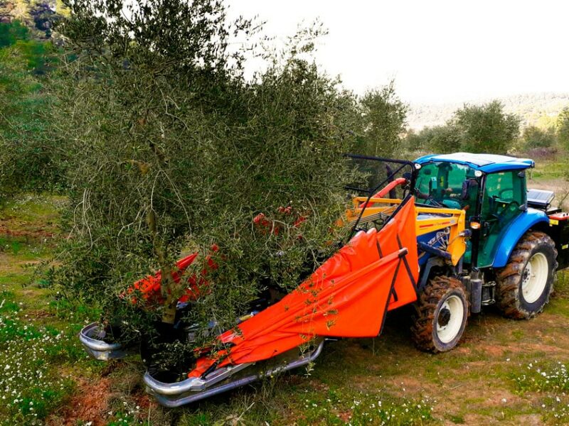 Màquina recolectant les olives