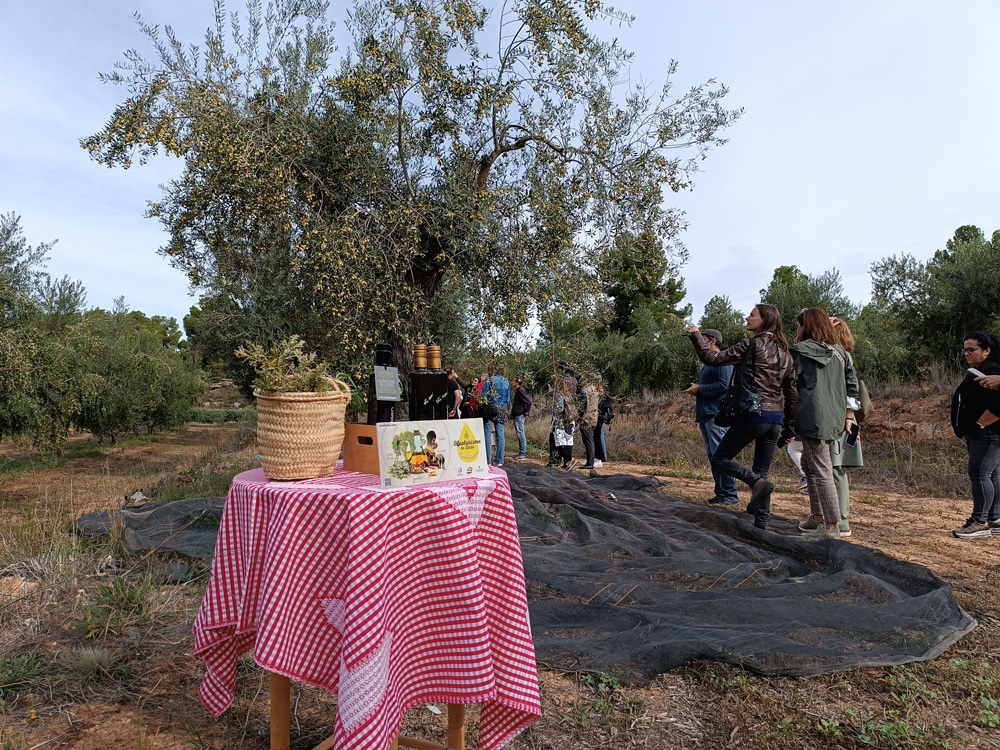 Camp d'oliveres